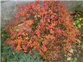 berberis